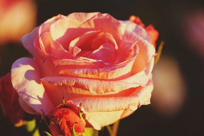 Close-up of rose against black background