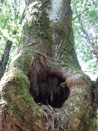 Low angle view of tree trunk in forest