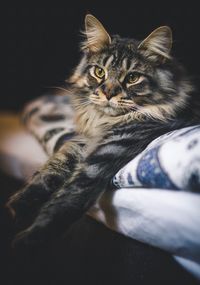 Close-up of cat resting on bed