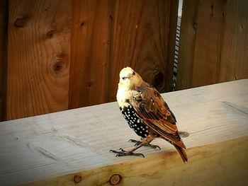 Bird perching on railing