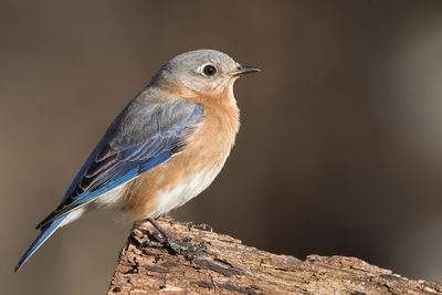 Close-up of bird perching on wood