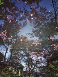 Low angle view of pink flowers on tree