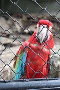 Close-up of parrot in cage at zoo