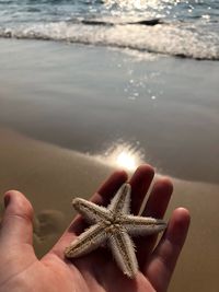 Close-up of hand holding crab at beach