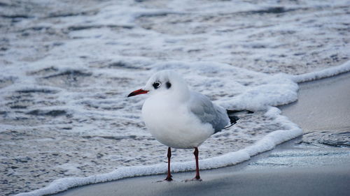 Seagull on a land