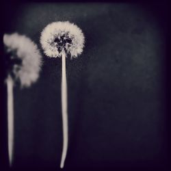 Close-up of dandelion flower