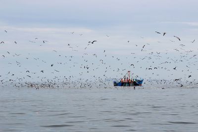 Birds flying over sea against sky