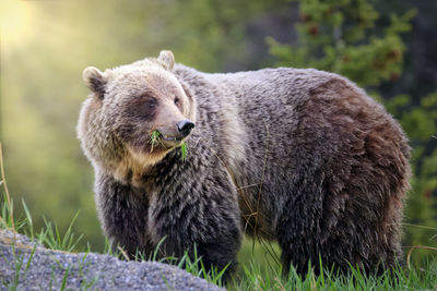 Close-up of a bear