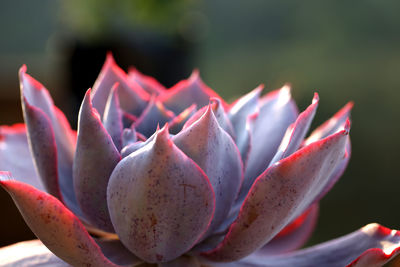 Close-up of flower against blurred background