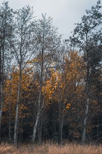 Trees in forest against sky during autumn