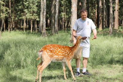 A man feeding cute spotted deer bambi  in the forest