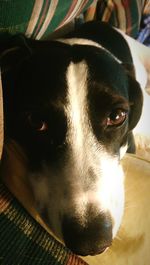 Close-up portrait of a dog
