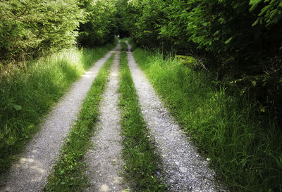 Road amidst trees on landscape