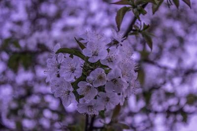 Close-up of pink flowers