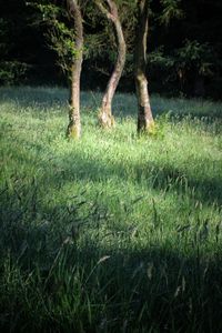 Trees growing in field