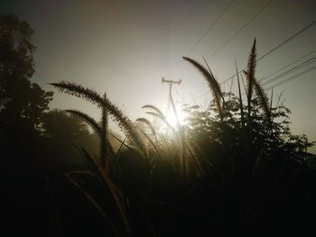 Low angle view of silhouette plants on field against sky