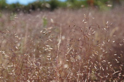 Close-up of plant growing on field