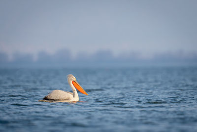 Close-up of bird in sea