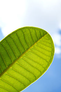 Low angle view of green leaves against sky