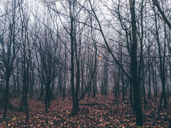 Bare trees in forest