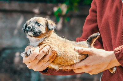 Midsection of man with dog