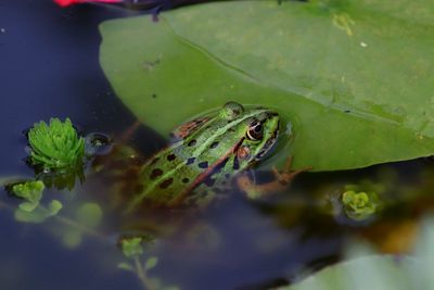 Close-up of frog floating on lake