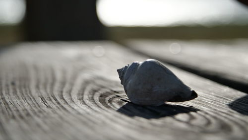 Close-up of leaf on table