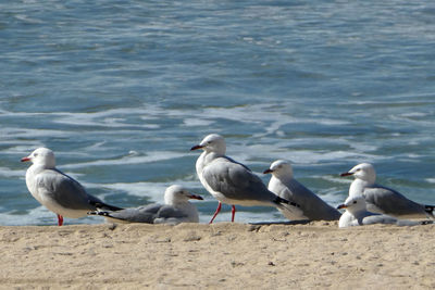 Seagulls on beach