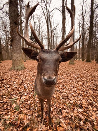 Portrait of horse in forest