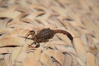 Close-up of insect on wood