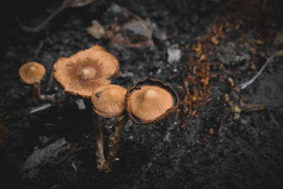 Close-up of mushrooms growing on land