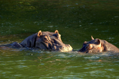 Hippopotamus with calf swimming in lake