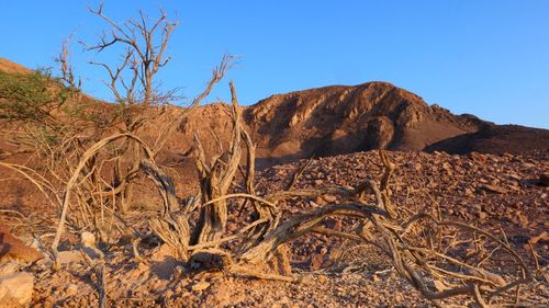 Scenic view of arid desert against clear sky at sunrise 