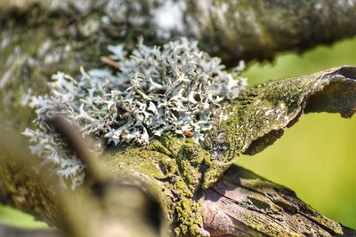 Close-up of frozen tree trunk