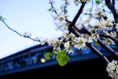 Low angle view of fresh white flowers blooming on tree