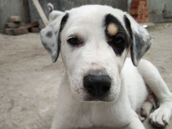 Close-up portrait of dog outdoors