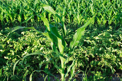 Close-up of fresh green plants in field