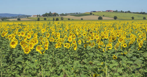 High angle view of yellow flowers in field