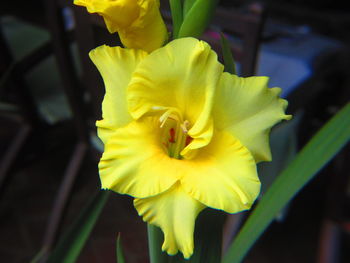 Close-up of yellow flower