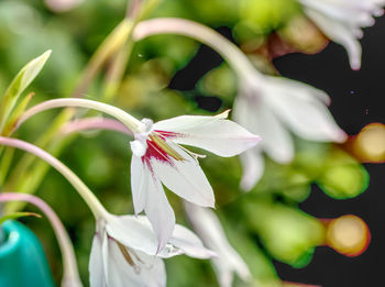 Close-up of white flowering plant