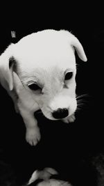 Close-up of a dog over black background