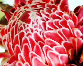 Full frame shot of red petals