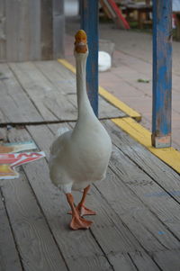 Close-up of bird perching on wood