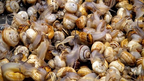 Full frame shot of seashells in market