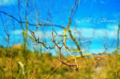 Close-up of bare tree against sky