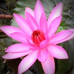 High angle view of pink lotus water lily