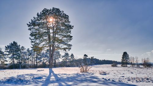 Trees on snow covered field against sky during winter