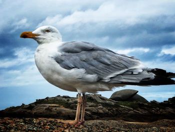Seagull perching on rock against sky