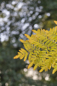 Close-up of yellow flowering plant