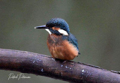 Close-up of bird perching on wood